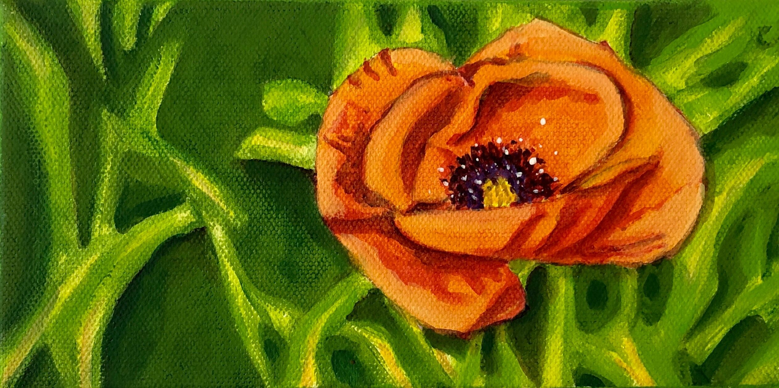 poppy galore one of four